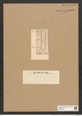 Grammatophora oceanica Ehr. (de-Toni-Nr.: Genus 93, Species 3036) Zeichnungen Sammlung Grunow Nr. 6152 (NHMW-BOT-W0374713)